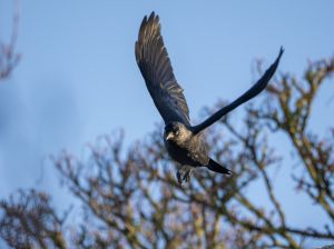 Jackdaw