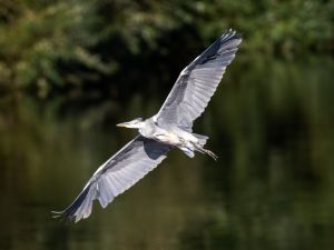 Grey Heron
