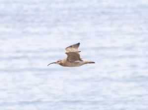 Whimbrel