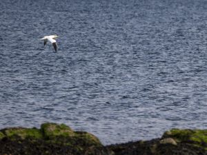 Gannet