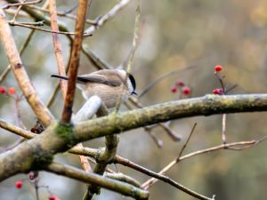 Marsh Tit