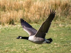 Canada Goose