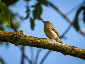 Willow Warbler