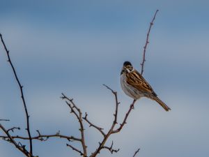 Reed Bunting