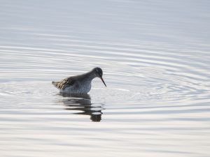 Redshank