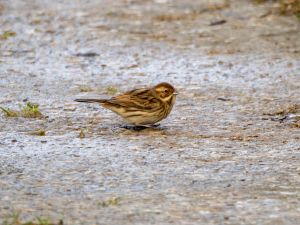 Reed Bunting