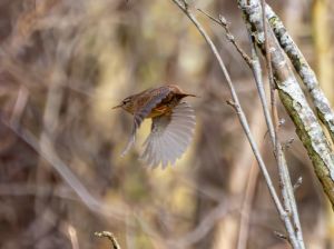 Wren