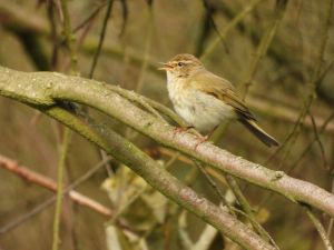 Chiffchaff