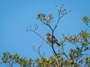 Whitethroat