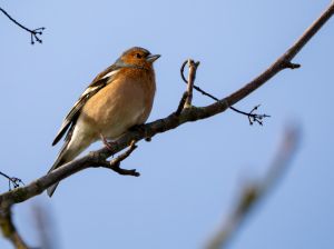 Chaffinch