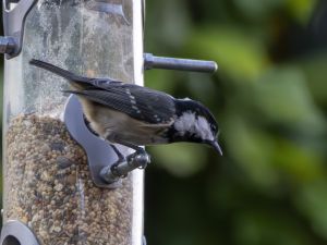 Coal Tit