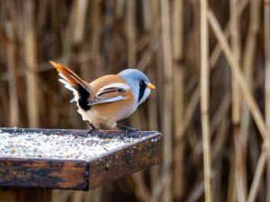 Bearded Tit