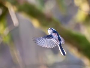Long-tailed Tit