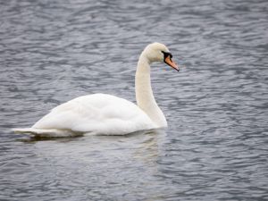 Mute Swan