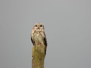 Short-eared Owl