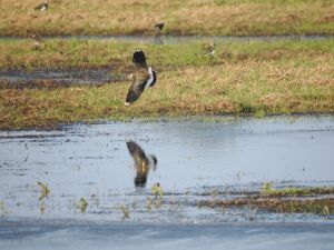 Lapwing