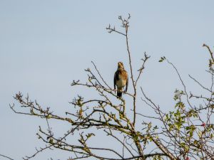 Fieldfare