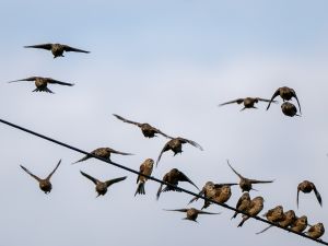 Linnet