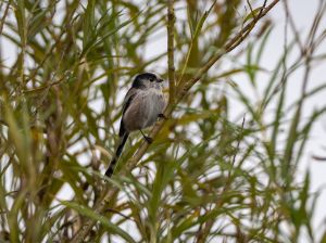 Long-tailed Tit