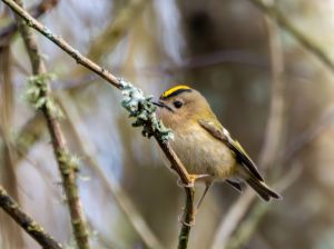 Goldcrest