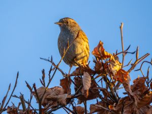 Dunnock