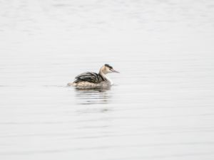 Great Crested Grebe