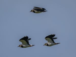 Lapwing