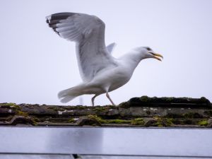 Herring Gull