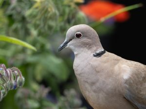 Collared Dove
