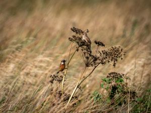 Stonechat