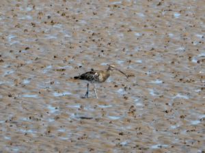 Curlew