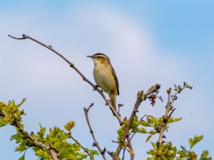 Sedge Warbler