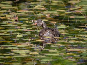 Little Grebe