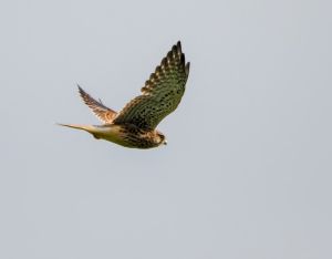 Kestrel