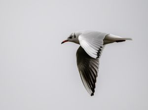 Black-headed Gull