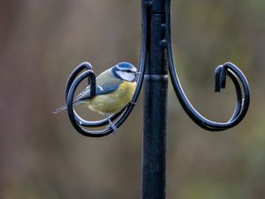 Blue Tit