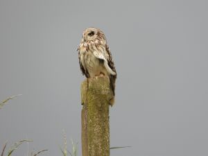 Short-eared Owl