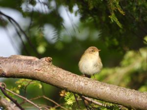 Chiffchaff