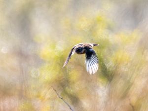 Stonechat