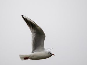 Black-headed Gull