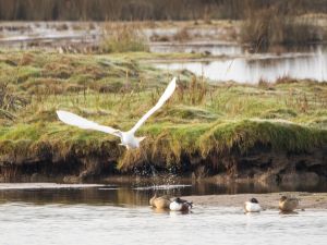 Great White Egret
