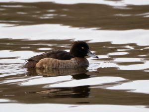 Tufted Duck