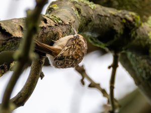 Treecreeper