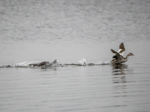 Great Crested Grebe