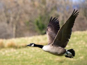 Canada Goose