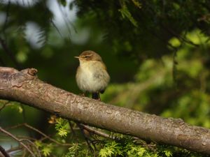 Chiffchaff