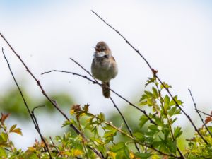 Whitethroat