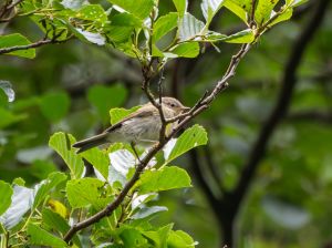 Chiffchaff