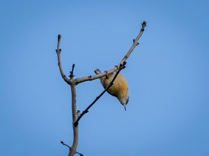 Nuthatch