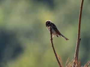 Reed Bunting